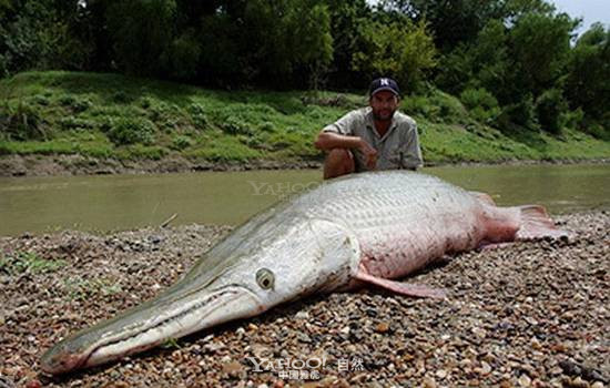 Cá sấu mõm dài Alligator Gar