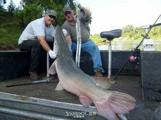 Cá sấu mõm dài Alligator Gar