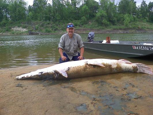 Cá sấu mõm dài Alligator Gar