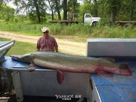 Cá sấu mõm dài Alligator Gar