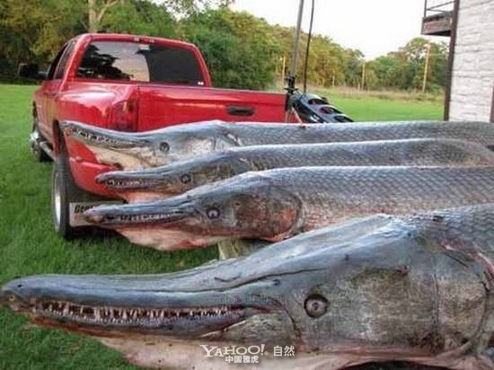 Cá sấu mõm dài Alligator Gar