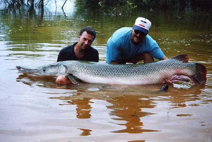 Cá sấu mõm dài Alligator Gar