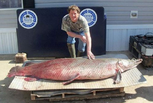 Cá sấu mõm dài Alligator Gar