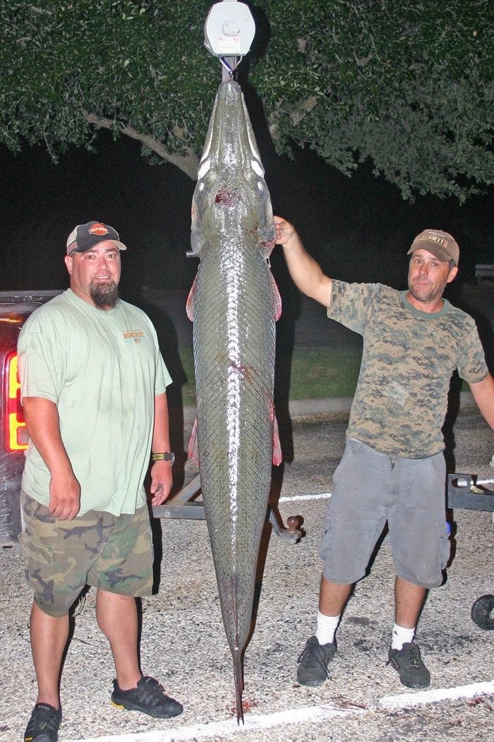 Cá sấu mõm dài Alligator Gar