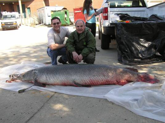 Cá sấu mõm dài Alligator Gar