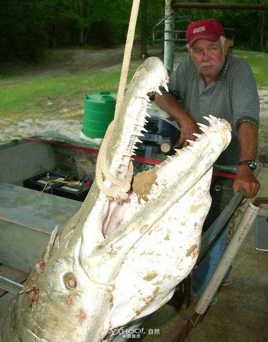 Cá sấu mõm dài Alligator Gar