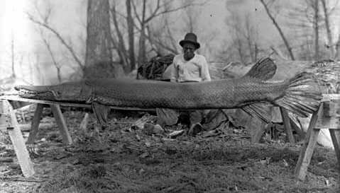 Cá sấu mõm dài Alligator Gar