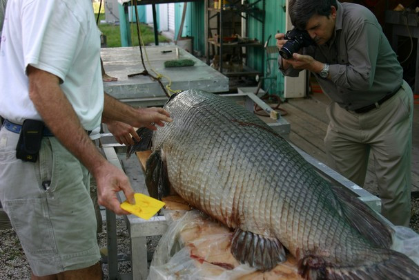 Cá sấu mõm dài Alligator Gar