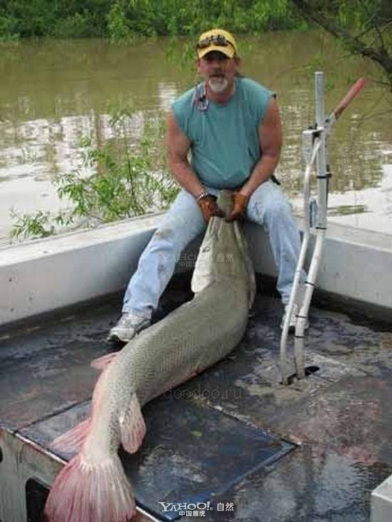 Cá sấu mõm dài Alligator Gar