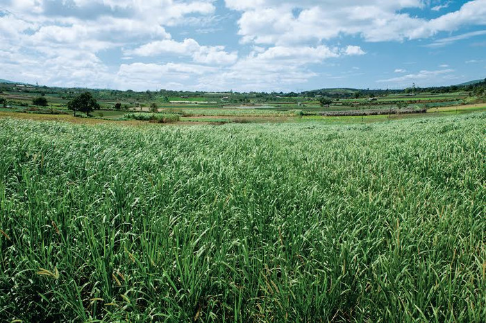 Cỏ chất lượng cao sử dụng trong khẩu phần của bò cao sản tại trang trại của Vinamilk. Cỏ chất lượng cao sử dụng trong khẩu phần của bò cao sản tại trang trại của Vinamilk.