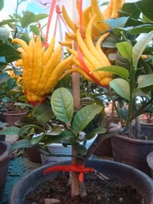 Cây nhỏ giá dao động từ 1,5 - 3 triệu đồng/cây.