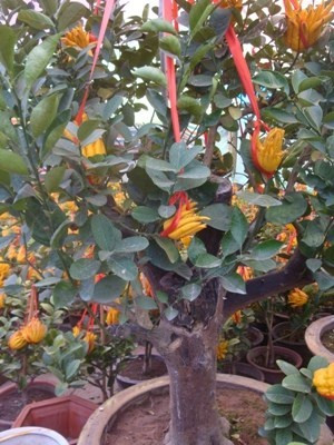 Phải trồng từ 5-10 năm mới có gốc cây phật thủ to chừng này. Phải trồng từ 5-10 năm mới có gốc cây phật thủ to chừng này.