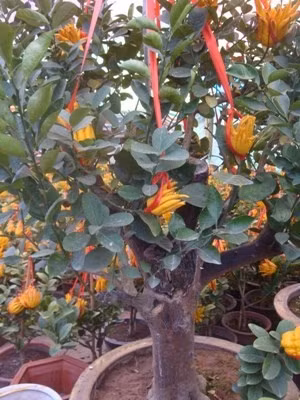 Phải trồng từ 5-10 năm mới có gốc cây phật thủ to chừng này.