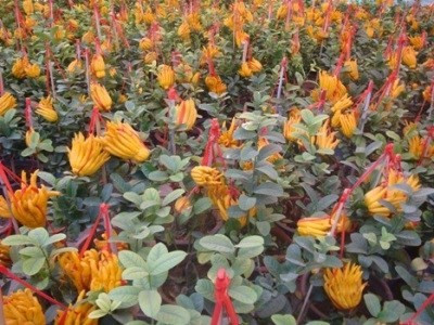 Phật thủ Tây Thiên (Vĩnh Phúc) đã có mặt ở Hà Nội. Phật thủ Tây Thiên (Vĩnh Phúc) đã có mặt ở Hà Nội.