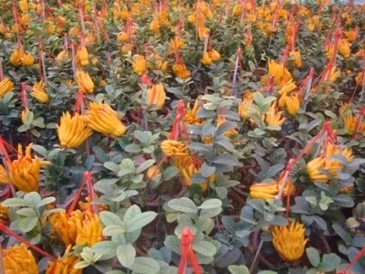 Phật thủ Tây Thiên (Vĩnh Phúc) đã có mặt ở Hà Nội.