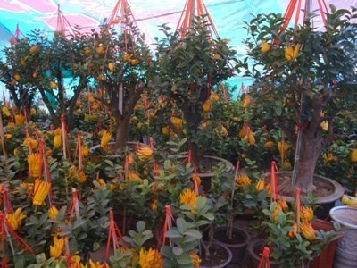 Chỉ có 5 phật thủ cổ thụ có giá 15-20 triệu đồng/cây. Chỉ có 5 phật thủ cổ thụ có giá 15-20 triệu đồng/cây.