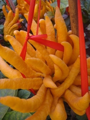 Nhiều người đã đặt tiền trước để chọn cây đẹp. Nhiều người đã đặt tiền trước để chọn cây đẹp.