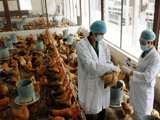 Vi rút cúm A/H7N9 lưu hành ở những đàn gia cầm nhưng không có biểu hiện triệu chứng và gây ốm, chết trên gia cầm. Ảnh minh họa, nguồn internet.