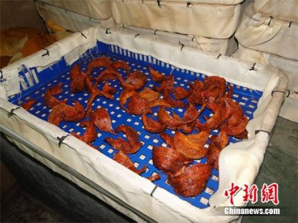 Nhuộm đỏ yến sào thành… yến huyết thượng hạng ảnh 2 Nhuộm đỏ yến sào thành… yến huyết thượng hạng ảnh 2