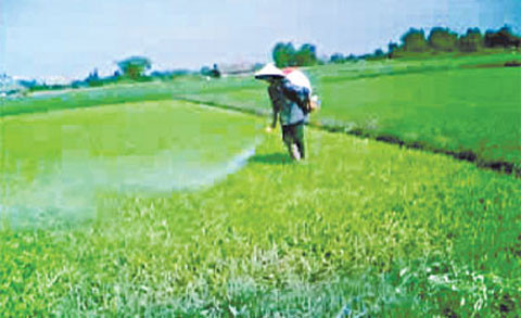 Rau muống đang được trồng với công nghệ siêu tốc Rau muống đang được trồng với công nghệ siêu tốc