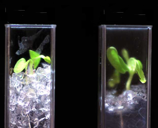Các nhà khoa học có thể quan sát tiến trình phát triển cây trồng và rễ cây khi trồng dưới đất sạch