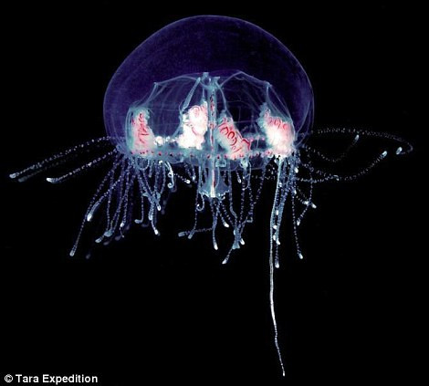 Loài sứa mới được phát hiện