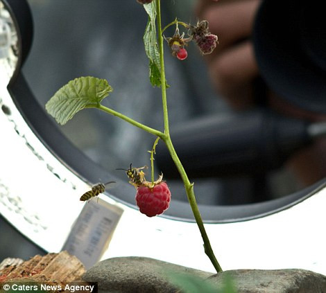 Irina phải chờ đến nửa giờ để chộp những những bức hình hoàn hảo