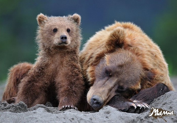 Chúng có lông vàng hoe, nâu hoặc đen.