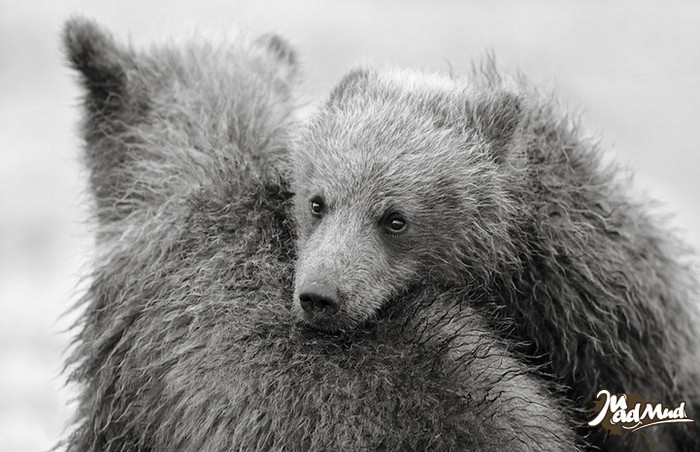 Cử chỉ âu yếm thân mật của 2 chú gấu nâu