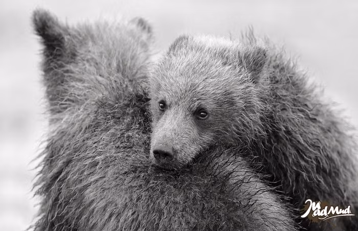 Cử chỉ âu yếm thân mật của 2 chú gấu nâu