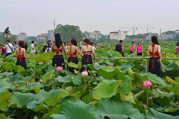 Hình ảnh hàng chục thiếu nữ bên đầm sen khiến không ít người có thú vui thưởng sen phải từ bỏ ý định