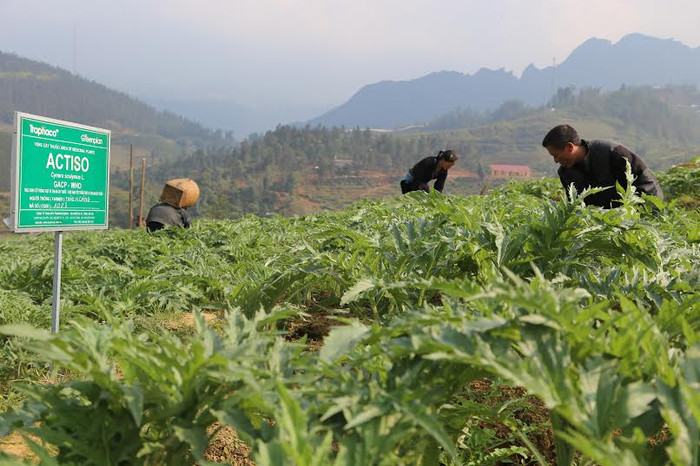 Vùng trồng nguyên liệu Atisso theo tiêu chuẩn của Công ty CP Trafaco. Vùng trồng nguyên liệu Atisso theo tiêu chuẩn của Công ty CP Trafaco.