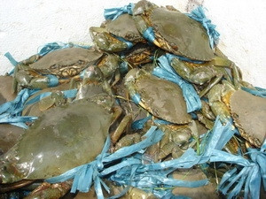 Ông Yang Renan bị phạt vì đã thu mua cua mà không được phép của cơ quan có thẩm quyền.