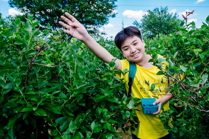 Học sinh Vinschool đang thu hoạch Blueberry tại một trang trại địa phương ở Boston. Học sinh Vinschool đang thu hoạch Blueberry tại một trang trại địa phương ở Boston.