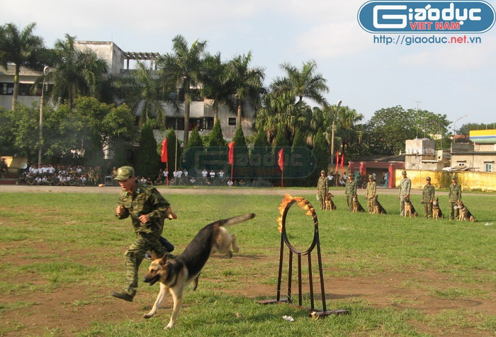 Huấn luyện chó nghiệp vụ ở Trường Trung cấp Huấn luyện chó nghiệp vụ Bộ đội Biên phòng Huấn luyện chó nghiệp vụ ở Trường Trung cấp Huấn luyện chó nghiệp vụ Bộ đội Biên phòng