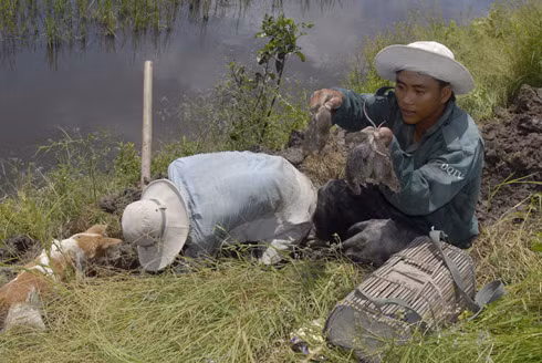Sau Tết, tại cửa khẩu Khánh Bình, An Phú, An Giang, giáp với xã Chray Thom, huyện Co Thum, tỉnh Kandal, Campuchia, tấp nập người mua bán chuột sống lẫn chuột đã làm thịt sẵn. Có những vựa chứa cả trăm tấn chuột từ Campuchia đưa về mỗi ngày.
