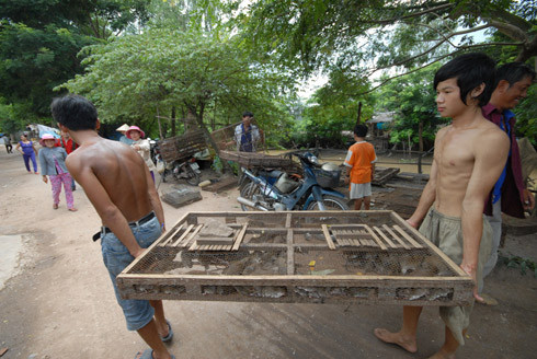 Từ Campuchia sau khi chọn chuột xong, thương lái thuê xe chở ra bến, qua sông Bình Di để về Việt Nam, còn họ thì đi thẳng xuống bến đò Bình Di về ngồi đợi xuồng cập bến. Xuồng chở chuột cập bờ phía An Phú, những lồng chuột này được chuyển về hàng chục điểm tập kết ở thị trấn Long Bình, hòa nhập với đàn chuột bên Việt Nam đã có mặt từ trước. Và lúc này, chẳng ai còn phân biệt được đâu là chuột nội, đâu là chuột ngoại nữa.