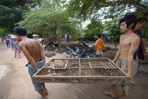 Từ Campuchia sau khi chọn chuột xong, thương lái thuê xe chở ra bến, qua sông Bình Di để về Việt Nam, còn họ thì đi thẳng xuống bến đò Bình Di về ngồi đợi xuồng cập bến. Xuồng chở chuột cập bờ phía An Phú, những lồng chuột này được chuyển về hàng chục điểm tập kết ở thị trấn Long Bình, hòa nhập với đàn chuột bên Việt Nam đã có mặt từ trước. Và lúc này, chẳng ai còn phân biệt được đâu là chuột nội, đâu là chuột ngoại nữa.