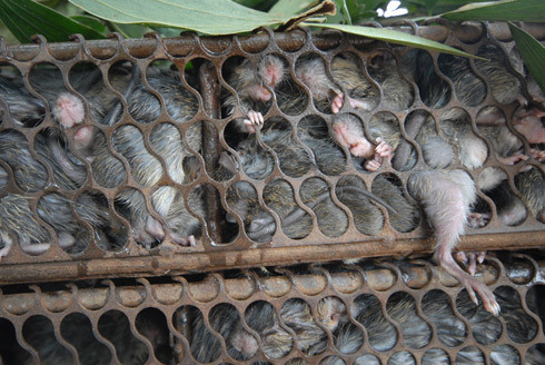 Số chuột này hoặc được thương lái chở bằng xe máy đi bỏ mối; hoặc được làm thịt, lột da, mổ bụng, ướp đá và đưa đi tiêu thụ khắp nơi ở đồng bằng sông Cửu Long. Đây là món ăn đặc sản của vùng sông nước miền Tây