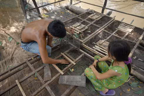 Ông chủ này nói rằng nghề kinh doanh chuột của ông giải quyết việc làm cho trên 30 lao động tại địa phương, có thu nhập ổn định. Ngoài ra còn khuyến khích bà con ở đây đi bắt chuột bảo vệ mùa màng ở vụ lúa Đông Xuân để bán, lại tăng thu nhập gia đình.