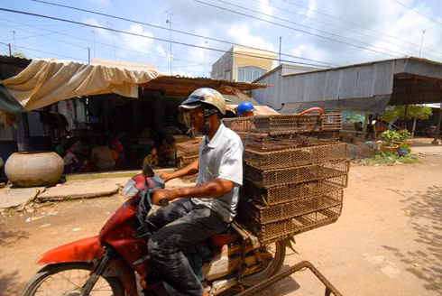 Ngoài các thương lái có điều kiện đi lại biên giới để thu mua chuột tận gốc, thì tại các địa phương giáp biên như An Phú, Châu Phú, Tịnh Biên của An Giang, có cả trăm cơ sở chuyên thu gom chuột đồng từ Campuchia. Ông Trương Văn Hùng, một trong những đầu mối thu gom chuột lớn nhất nhì ở huyện Châu Phú - An Giang, cho hay: "Có ngày doanh thu mua bán chuột hơn 50 triệu đồng, với hàng chục tấn chuột sống rồi đem đi sơ chế sẵn phân loại kích cỡ cho vào thùng xốp có ướp nước đá đem đi bỏ mối".