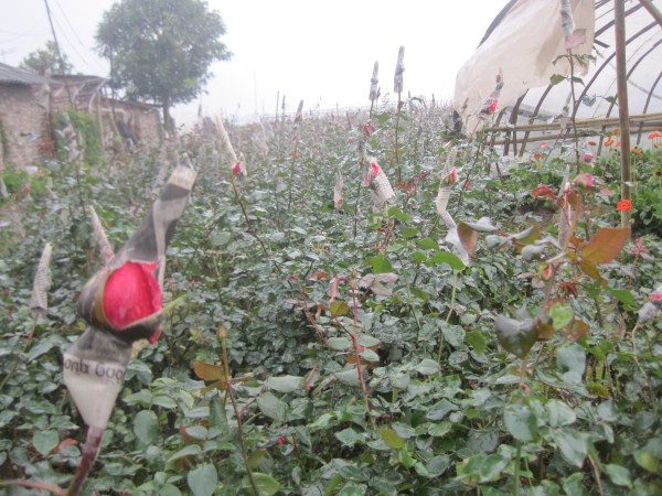 Theo đánh giá chung của các chủ vườn ở Tây Tựu, vụ hoa dịp Valentine năm nay nở đúng vụ. Theo đánh giá chung của các chủ vườn ở Tây Tựu, vụ hoa dịp Valentine năm nay nở đúng vụ.