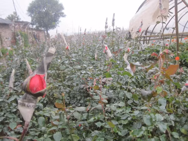 Theo đánh giá chung của các chủ vườn ở Tây Tựu, vụ hoa dịp Valentine năm nay nở đúng vụ. Theo đánh giá chung của các chủ vườn ở Tây Tựu, vụ hoa dịp Valentine năm nay nở đúng vụ.