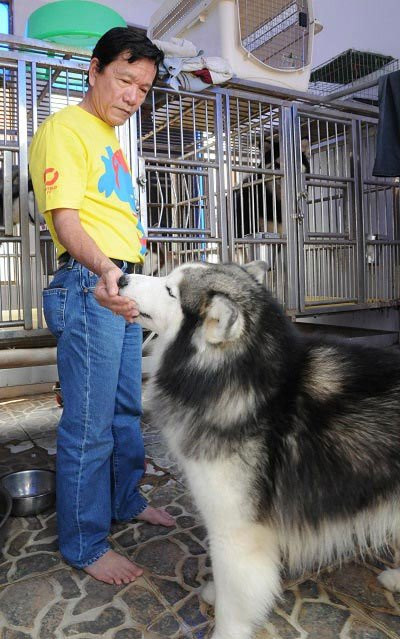 Anh Lê Chính đang ra hiệu cho chú khuyển có tên Noble - Alaska biểu diễn cho khách xem. Anh Lê Chính đang ra hiệu cho chú khuyển có tên Noble - Alaska biểu diễn cho khách xem.