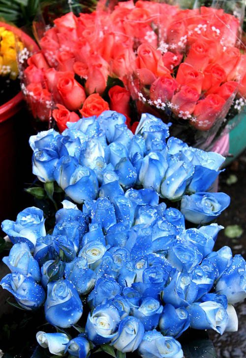 Giá hồng Hà Nội thì rẻ hơn, chỉ 200.000 đồng/bó. Tuy nhiên nhiều người vẫn thích hồng Đà Lạt hơn, do hồng Đà Lạt có nụ nhỏ, búp, cánh hoa nhung và mịn, trông bắt mắt hơn. Nếu tinh tế bạn sẽ phân biệt được điều này để mua được tặng phẩm vừa ý cho người ấy của mình.