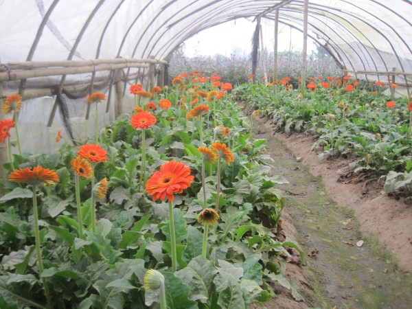 Hoa đồng tiền vẫn đang được nhà "găm" lại chờ giá cao. Hoa đồng tiền vẫn đang được nhà "găm" lại chờ giá cao.