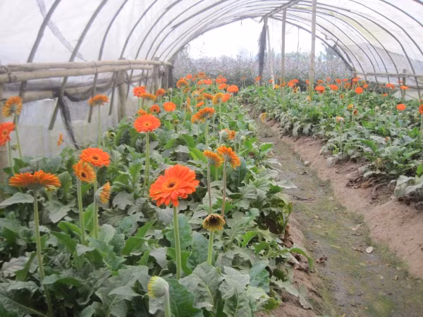 Hoa đồng tiền vẫn đang được nhà "găm" lại chờ giá cao. Hoa đồng tiền vẫn đang được nhà "găm" lại chờ giá cao.