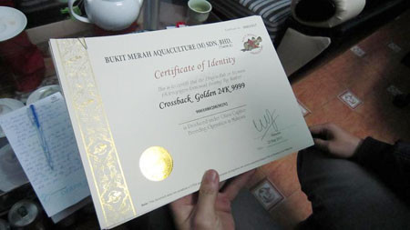 "Giấy khai sinh" của một chú cá rồng tại cửa hàng của anh Ly. "Giấy khai sinh" của một chú cá rồng tại cửa hàng của anh Ly.