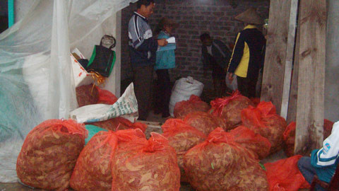 Đại lý thu gom lá ớt xuất khẩu. (Thái Hưng)