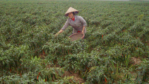 Hái lá ớt xuất khẩu. Thu về tiền triệu mỗi tháng. (Ảnh: Thái Hưng)